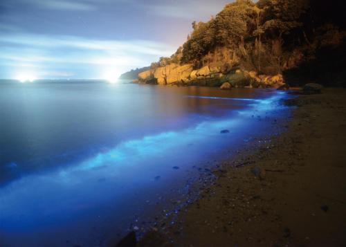 a view of a beach at night with the ocean at 3 Feet Cat in Nangan