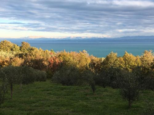 a field with trees and the ocean in the background at Port in Izola