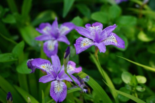 a group of purple flowers in a garden at Haru's House Onsen モール温泉付き in Shiraoi