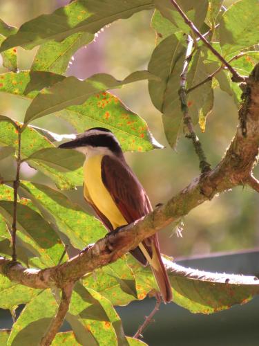 a bird is sitting on a tree branch at EYA Ecolodge in San Isidro