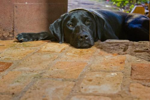 duży czarny pies leżący na ceglanej podłodze w obiekcie Tiô Isolda Artes & Hospedaria w mieście Casa Branca