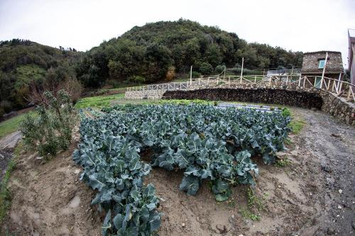 a field of broccoli in front of a stone bridge at Borgo Rosso di Sera - Resort Country Chic in San Lucido