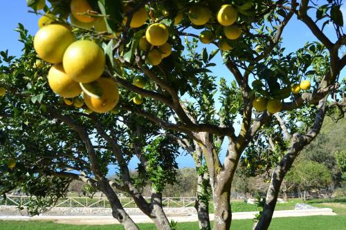 a bunch of oranges hanging from a tree at Borgo Rosso di Sera - Resort Country Chic in San Lucido