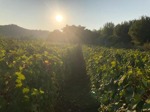 a field of crops with the sun in the background at Apartments "Old house Pajovic" in Virpazar