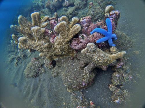 a group of corals and a blue starfish in the water at Agung Bali Nirwana Villas and Spa in Tejakula