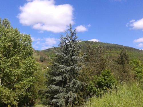 un grand pin au milieu d'un champ dans l'établissement Les Cèdres Bleus de Joany, à Viviez