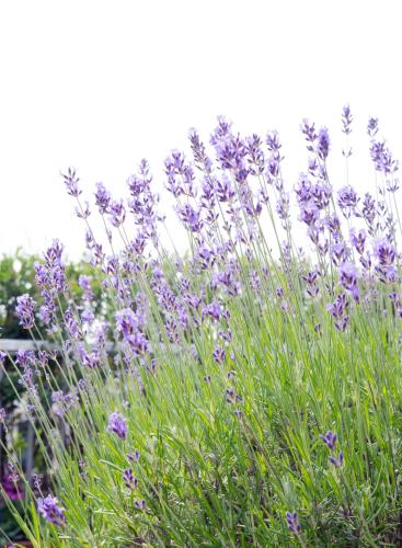 a bunch of purple flowers in a field at BB Museumquarter in Amsterdam