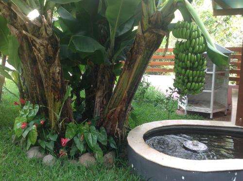 Un jardín fuera de Chez Dolores