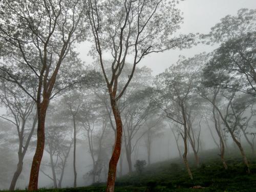 a misty forest of trees in the fog at The Inn At Matale in Matale