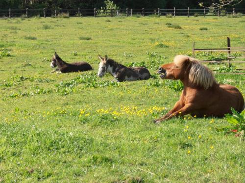 a group of horses laying in a field of grass at Riversdale Farm B&B in Ballinamore