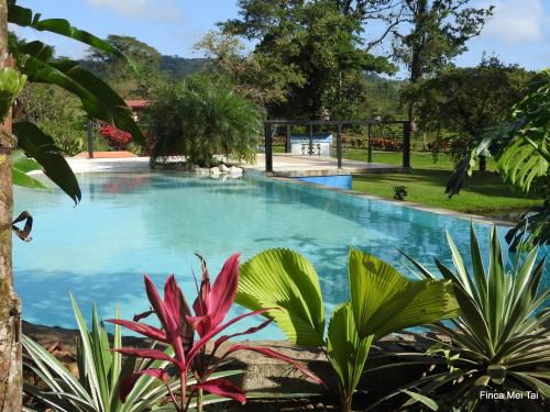 una piscina en un jardín con plantas en Mei Tai Cacao Lodge en Bijagua