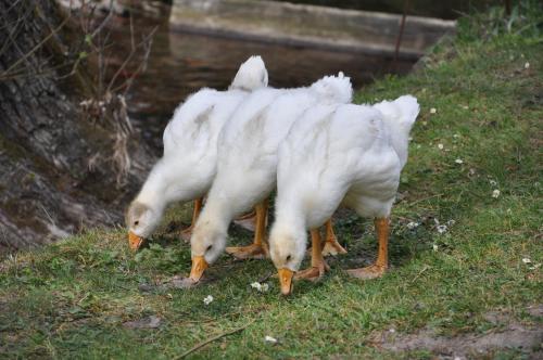 Animales en el hotel o alrededores