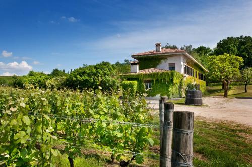 an old house with ivy on it in a field at Agriturismo Tra Le Vigne in Buttrio