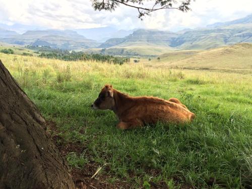 a brown cow laying in the grass in a field at Sani Lodge & Cottages in Sani Pass