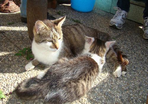 two cats laying on the ground on the ground at Bauernhof Hatzlhof in Schöder