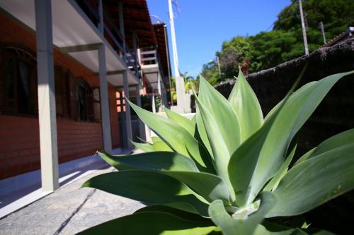 a green plant in front of a building at Pousada Magnus in Balneário Camboriú