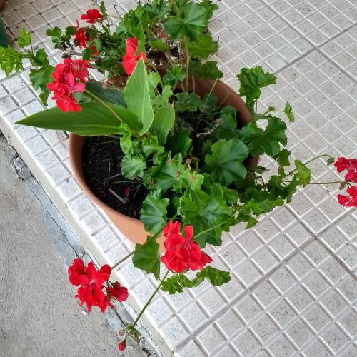 Taman di luar María Fabiana