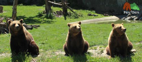 a group of brown bears sitting in the grass at lecurieabedous in Bedous
