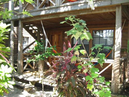 a porch of a wooden house with plants at Las Rocas Resort and Dive Center in West Bay