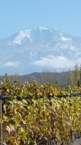 a view of a snow covered mountain from a vineyard at Lodge Atamisque in San José