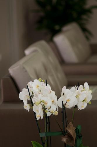 a vase with white flowers in front of a couch at Alma di Alghero Hotel in Alghero