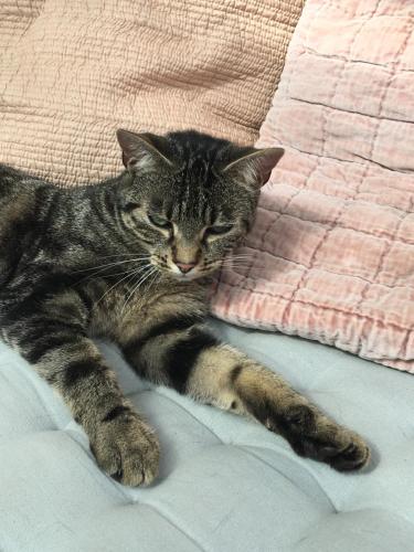 a cat laying on a bed with its eyes closed at Le mas Normand in Ver-sur-Mer