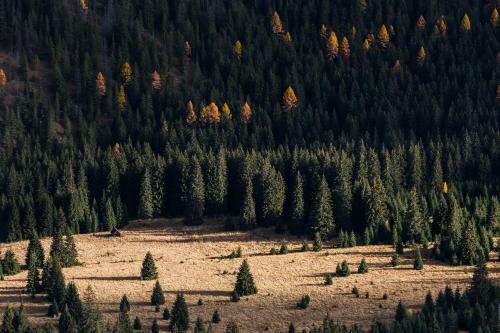 an open field with trees on a mountain at Hotel Jasná in Demanovska Dolina