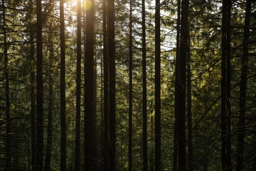 a forest with the sun shining through the trees at Hotel Jasná in Demanovska Dolina