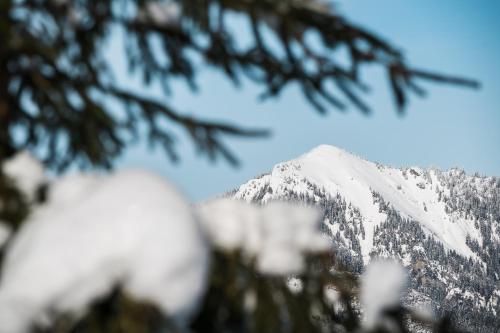 a snow covered mountain in the background of a tree at Hotel Jasná in Demanovska Dolina