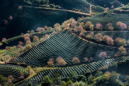 an aerial view of a bunch of vineyards at Hotel de la Coupole - MGallery in Sa Pa