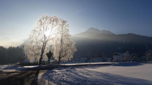 a tree covered in snow next to a street at Ferienwohnung Lechleitner in Reutte