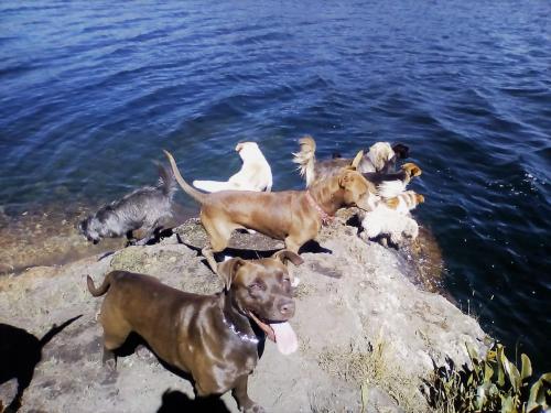 a group of dogs standing on a rock near the water at La cabaña de sol in Aquitania