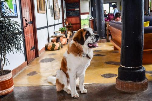 
Pet or pets staying with guests at Coffee Tree Boutique Hostel
