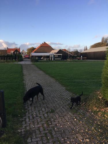 two black dogs walking on a brick path at lodge 61 hotel aan het water in Medemblik