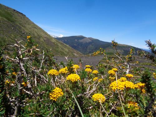 a field of yellow flowers with mountains in the background at Cabanas L'ESCALE in Coñaripe