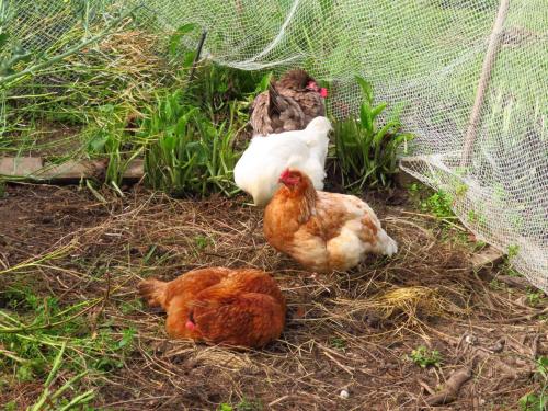 Tiere in der Zelt-Lodge oder in der Nähe
