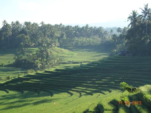 a field of grass with trees and shadows on it at Cempaka Belimbing Villa in Blimbing