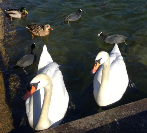 a group of white swans swimming in the water at Wohnung Schloss Mondsee in Mondsee