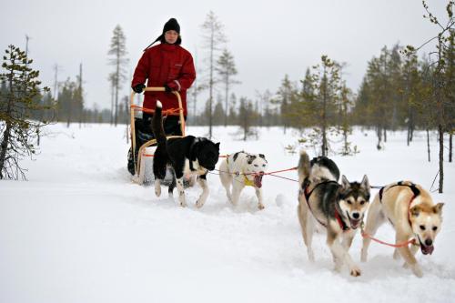 a man on a sled being pulled by dogs in the snow at Lapin Satu in Posio