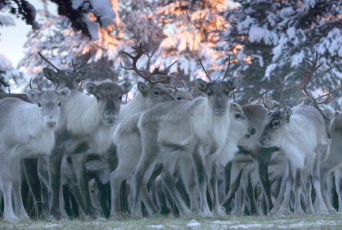 a herd of goats standing in a field at Lapin Satu in Posio