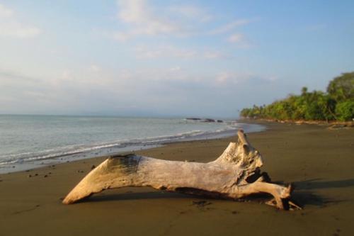 a piece of driftwood laying on the beach at Dreamy Contentment in Matapalo