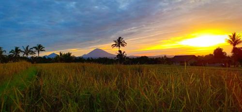 a sunset in a field with palm trees and a mountain at KUBU D'UME HOMESTAY in Jatiluwih