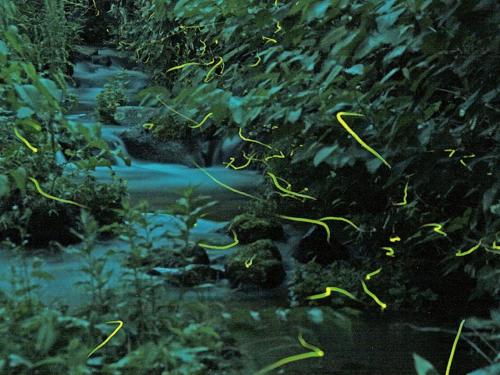 Φυσικό τοπίο κοντά σε αυτό το ryokan