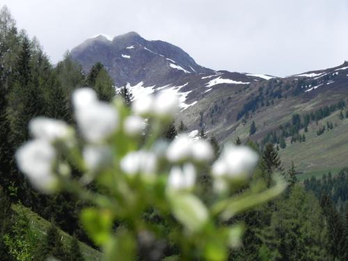 a bunch of white flowers in front of a mountain at Hotel Garni Wieshof in Rauris