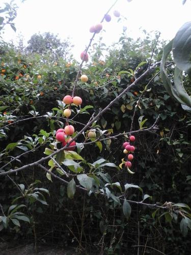 Taman di luar Casa del Aguacate Cumbaya - Tumbaco