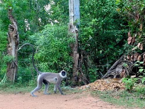 amonkey walking on a dirt road in a forest at Green turtle in Tangalle