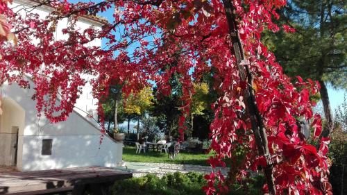 Gambar di galeri bagi Casale Fonte delle Pietre di Offida