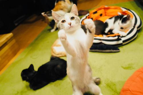 a white cat standing on the floor with its paw in the air at Nekokura Hostel in Fukuoka