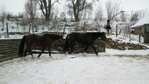 Animales en la estancia rural o alrededores
