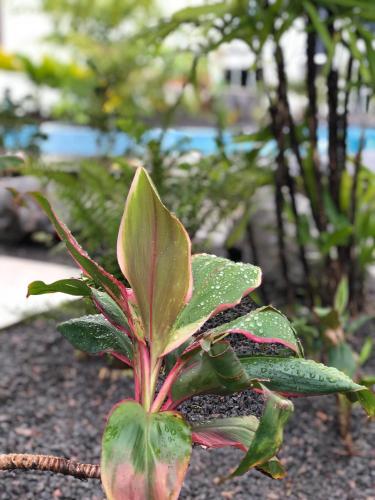 Tucan Resort & Spaにある庭